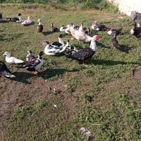 Oche cigno e anatre mute