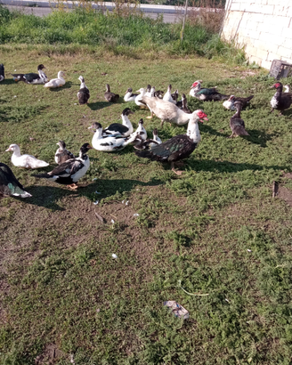 Oche cigno e anatre mute