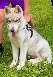 Cucciolo di Husky 500