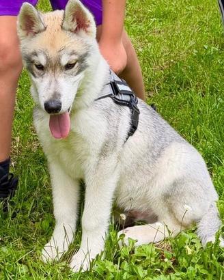 Cucciolo di Husky 500