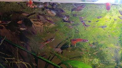 20 guppy età varie