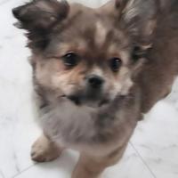 Cucciolo di chihuahua
