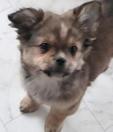 Cucciolo di chihuahua