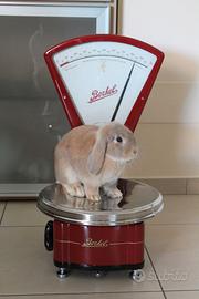 Bilancia BERKEL modello K a 5 kg restaurata rossa