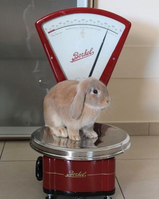 Bilancia BERKEL modello K a 5 kg restaurata rossa
