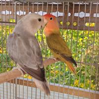 Pappagalli, Roseicollis, inseparabili, gabbie
