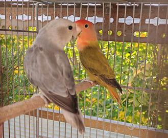 Pappagalli, Roseicollis, inseparabili, gabbie