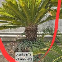 Piante cicas e agave