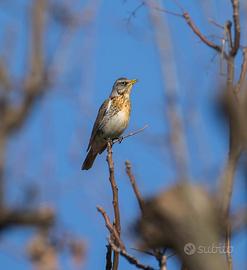 Appostamento fisso di caccia