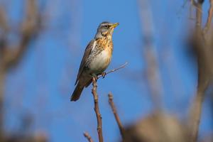 Appostamento fisso di caccia