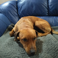 Cagnolino taglia piccola-media