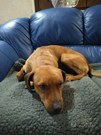 Cagnolino taglia piccola-media