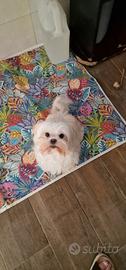 Maltese in affido