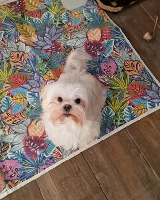 Maltese in affido