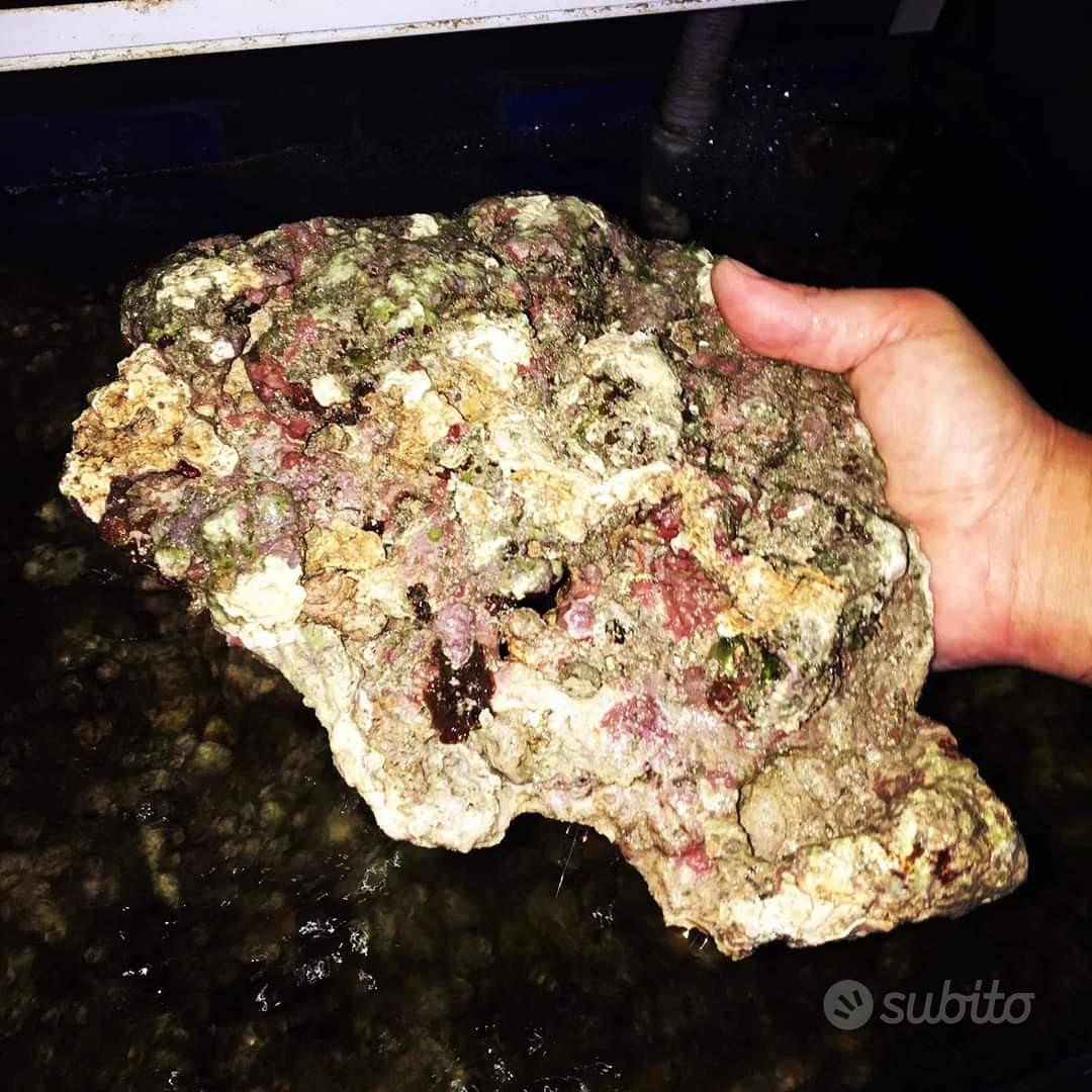 Rocce acquario dolce  Prezzi e offerte su