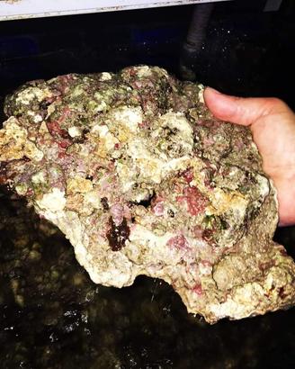 Rocce vive per acquario marino spurgate al Kg
