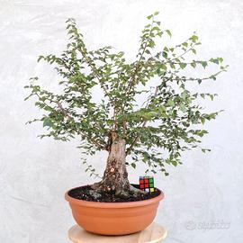 Bonsai Prebonsai yamadori di Olmo