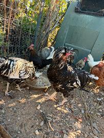 Gallo padovano