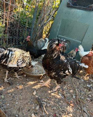 Gallo padovano