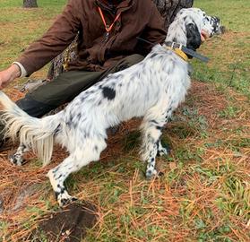 Setter inglese