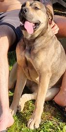 Cane corso femmina x monta