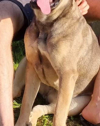 Cane corso femmina x monta