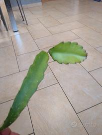 talee + pianta dragon fruits