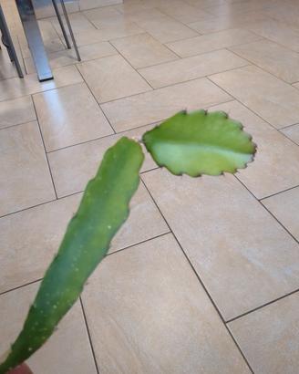 talee + pianta dragon fruits