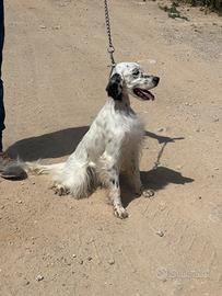 Cuccioloni setter inglese
