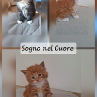 Cuccioli maine coon