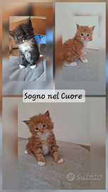 Cuccioli maine coon