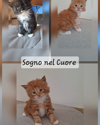 Cuccioli maine coon