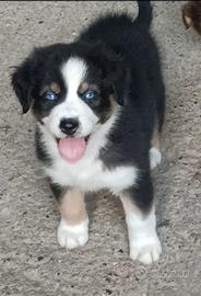 Cuccioli di Pastore Australiano