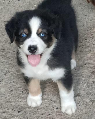 Cuccioli di Pastore Australiano
