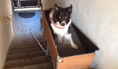 Ascensore per cani, carrelino automatizzato