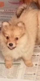 Stupenda Femminuccia di Volpino Italiano