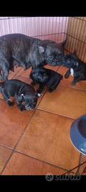 Bulldog francese
