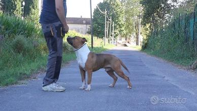 Giovani Amstaff