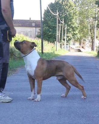 Giovani Amstaff