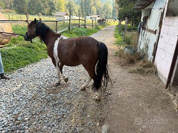 Doppio pony