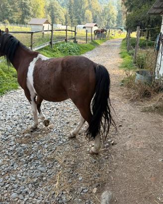 Doppio pony