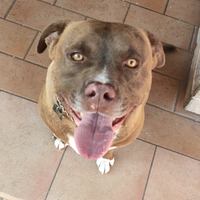 Disponibile per accoppiamento