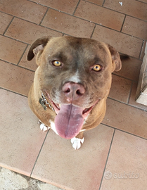 Disponibile per accoppiamento