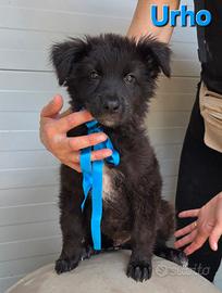 URHO CUCCIOLO MASCHIO SIMIL PASTORE BELGA