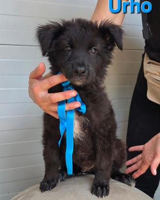 URHO CUCCIOLO MASCHIO SIMIL PASTORE BELGA