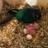 Pulli conuri guance verdi