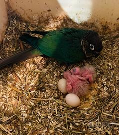 Pulli conuri guance verdi