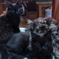Stupende Cucciole di Maine Coon con PEDIGREE