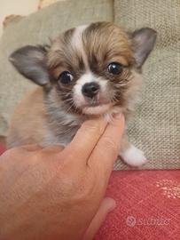 Chihuahua cucciola pelo lungo