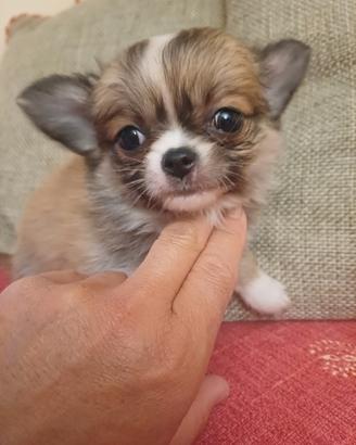 Chihuahua cucciola pelo lungo